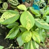 Acalypha Wilkesiana Live Plant – Copper Leaf Shrub – Outdoor Foliage Plant - Image 1