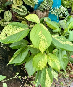 Acalypha Wilkesiana Live Plant – Copper Leaf Shrub – Outdoor Foliage Plant - Image 1