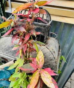Acalypha Wilkesiana Live Plant - Copper Leaf Tropical Foliage Shrub - Image 2