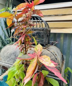 Acalypha Wilkesiana Live Plant - Copper Leaf Tropical Foliage Shrub - Image 3