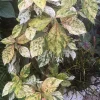 Acalypha Wilkesiana Live Plant - Copper Leaf Tropical Foliage Shrub - Image 1