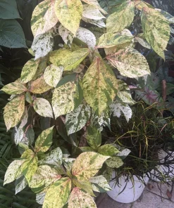 Acalypha Wilkesiana Live Plant - Copper Leaf Tropical Foliage Shrub - Image 1