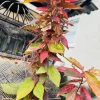 Acalypha Wilkesiana Live Plant - Copper Leaf Tropical Foliage Shrub - Image 1
