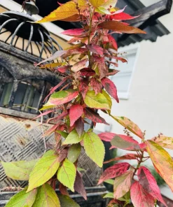 Acalypha Wilkesiana Live Plant - Copper Leaf Tropical Foliage Shrub - Image 1