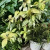 Acalypha Wilkesiana Live Plant – Copperleaf Houseplant – Outdoor Shrub - Image 1