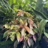 Acalypha Wilkesiana Live Plant - Copperleaf Shrub - Vibrant Foliage - Image 1
