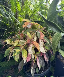Acalypha Wilkesiana Live Plant - Copperleaf Shrub - Vibrant Foliage - Image 1