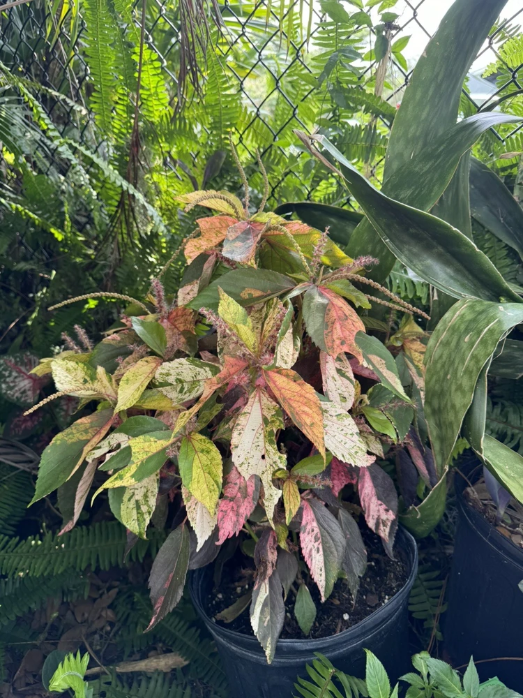 Acalypha Wilkesiana Live Plant - Copperleaf Shrub - Vibrant Foliage - Image 1