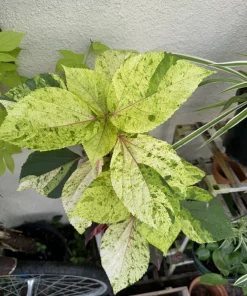 Acalypha Wilkesiana Live Plant - Copperleaf Shrub - Vibrant Foliage - Image 2