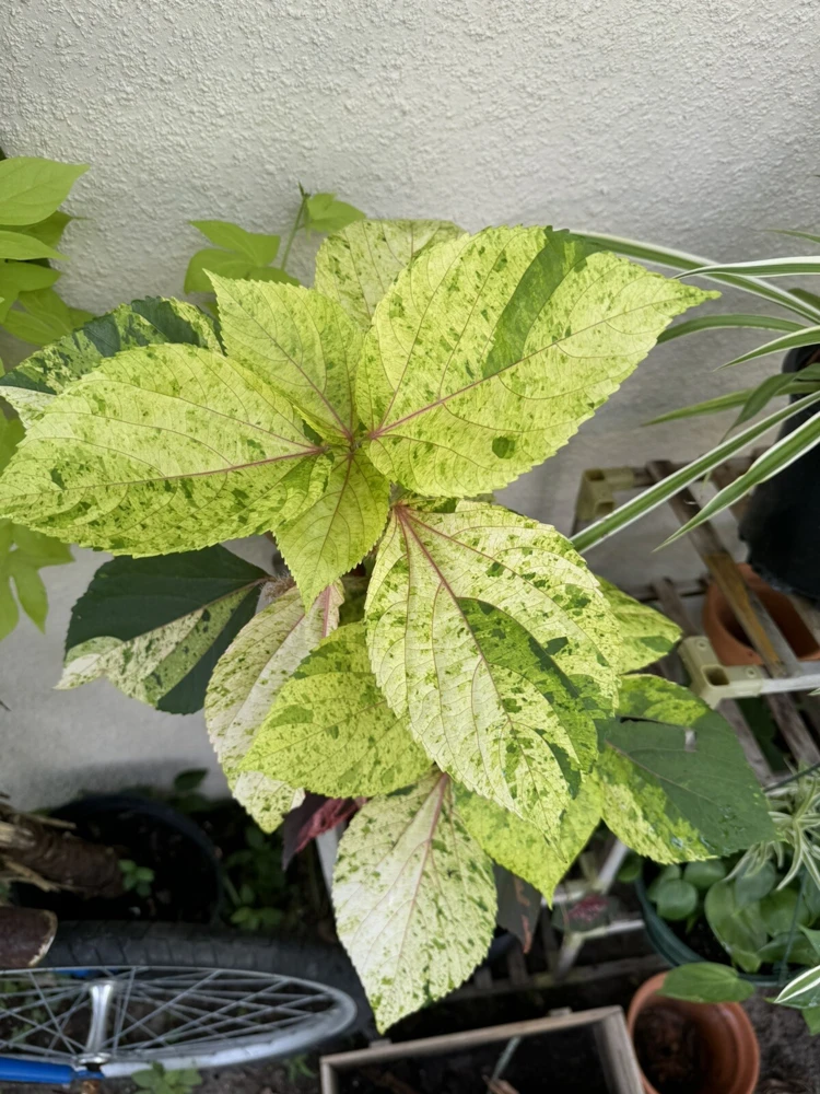 Acalypha Wilkesiana Live Plant - Copperleaf Shrub - Vibrant Foliage - Image 2