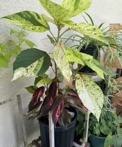 Acalypha Wilkesiana Live Plant - Copperleaf Shrub - Vibrant Foliage - Image 3