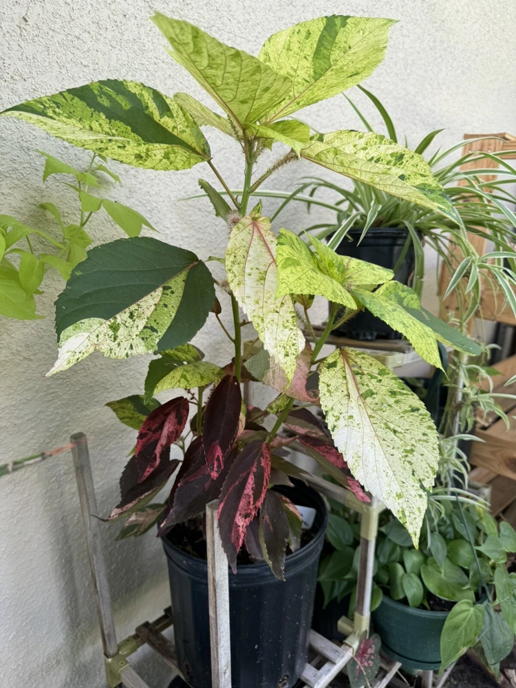 Acalypha Wilkesiana Live Plant - Copperleaf Shrub - Vibrant Foliage - Image 3