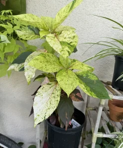 Acalypha Wilkesiana Live Plant - Copperleaf Shrub - Vibrant Foliage - Image 4