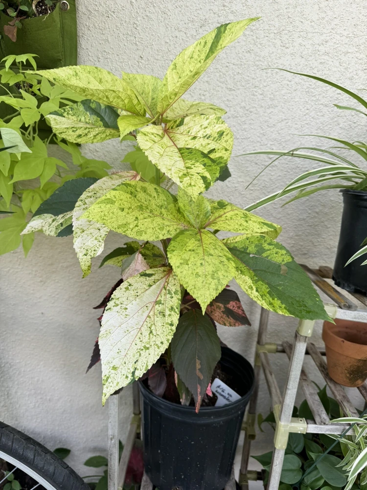 Acalypha Wilkesiana Live Plant - Copperleaf Shrub - Vibrant Foliage - Image 4