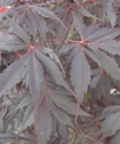Acer palmatum 'Peve Stanley' Japanese Maple Tree – Live Plant – 18-21