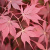 Acer palmatum 'Peve Stanley' Japanese Maple Tree – Live Plant – 18-21" Height – #1 Container – Outdoor - Image 1