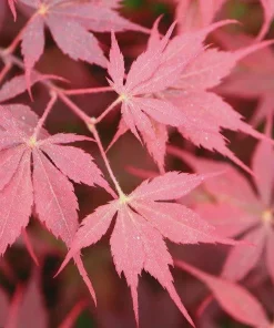 Acer palmatum 'Peve Stanley' Japanese Maple Tree – Live Plant – 18-21