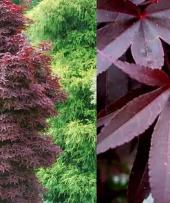 Acer palmatum 'Twombly's Red Sentinel' Columnar Japanese Maple Tree - Live Plant - 1 Gallon Pot - 18-24