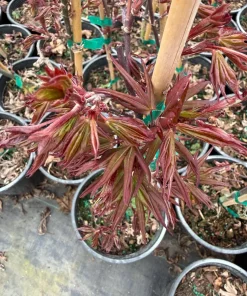 Acer palmatum 'Twombly's Red Sentinel' Columnar Japanese Maple Tree - Live Plant - 1 Gallon Pot - 18-24
