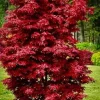 Acer palmatum 'Twombly's Red Sentinel' Columnar Japanese Maple Tree - Live Plant - 1 Gallon Pot - 18-24" Tall - Image 1