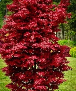 Acer palmatum 'Twombly's Red Sentinel' Columnar Japanese Maple Tree - Live Plant - 1 Gallon Pot - 18-24
