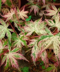 Acer palmatum 'Uzen Nishiki' Variegated Japanese Maple Tree - Live Plant 18-24 in - Image 2