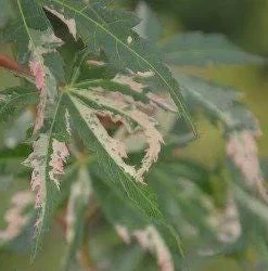 Acer palmatum 'Uzen Nishiki' Variegated Japanese Maple Tree - Live Plant 18-24 in - Image 3