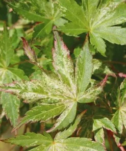 Acer palmatum 'Uzen Nishiki' Variegated Japanese Maple Tree - Live Plant 18-24 in - Image 4