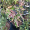 Acer palmatum 'Uzen Nishiki' Variegated Japanese Maple Tree - Live Plant 18-24 in - Image 1