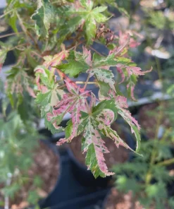 Acer palmatum 'Uzen Nishiki' Variegated Japanese Maple Tree - Live Plant 18-24 in - Image 1