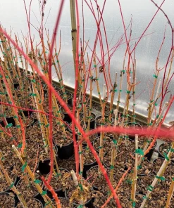 Acer palmatum 'Wildfire' Coral Bark Japanese Maple Tree Live Plant #1 Container Size, Zones 6-9 - Image 2