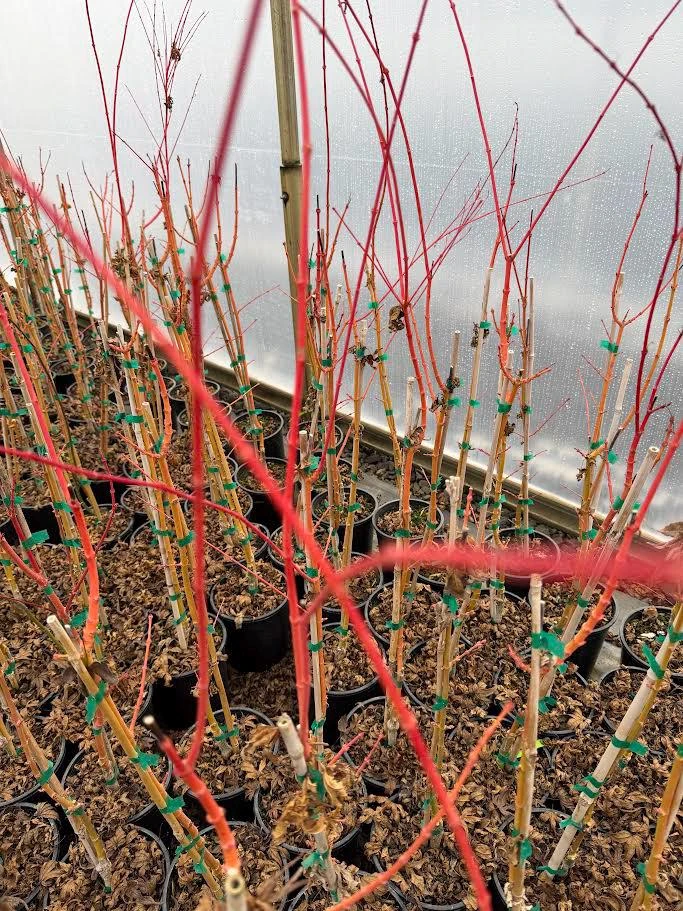 Acer palmatum 'Wildfire' Coral Bark Japanese Maple Tree Live Plant #1 Container Size, Zones 6-9 - Image 2