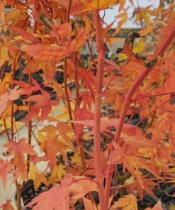 Acer palmatum 'Wildfire' Coral Bark Japanese Maple Tree Live Plant #1 Container Size, Zones 6-9 - Image 3