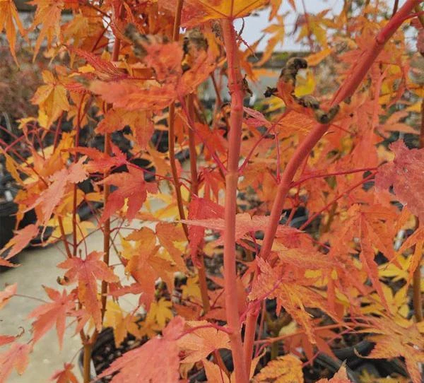 Acer palmatum 'Wildfire' Coral Bark Japanese Maple Tree Live Plant #1 Container Size, Zones 6-9 - Image 3