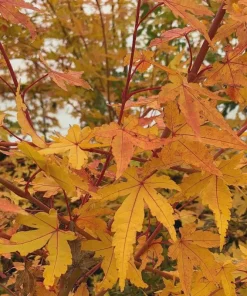 Acer palmatum 'Wildfire' Coral Bark Japanese Maple Tree Live Plant #1 Container Size, Zones 6-9 - Image 4