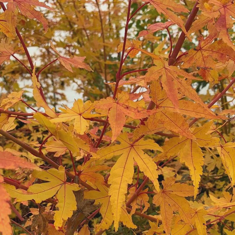 Acer palmatum 'Wildfire' Coral Bark Japanese Maple Tree Live Plant #1 Container Size, Zones 6-9 - Image 4
