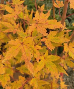 Acer palmatum 'Wildfire' Coral Bark Japanese Maple Tree Live Plant #1 Container Size, Zones 6-9 - Image 5