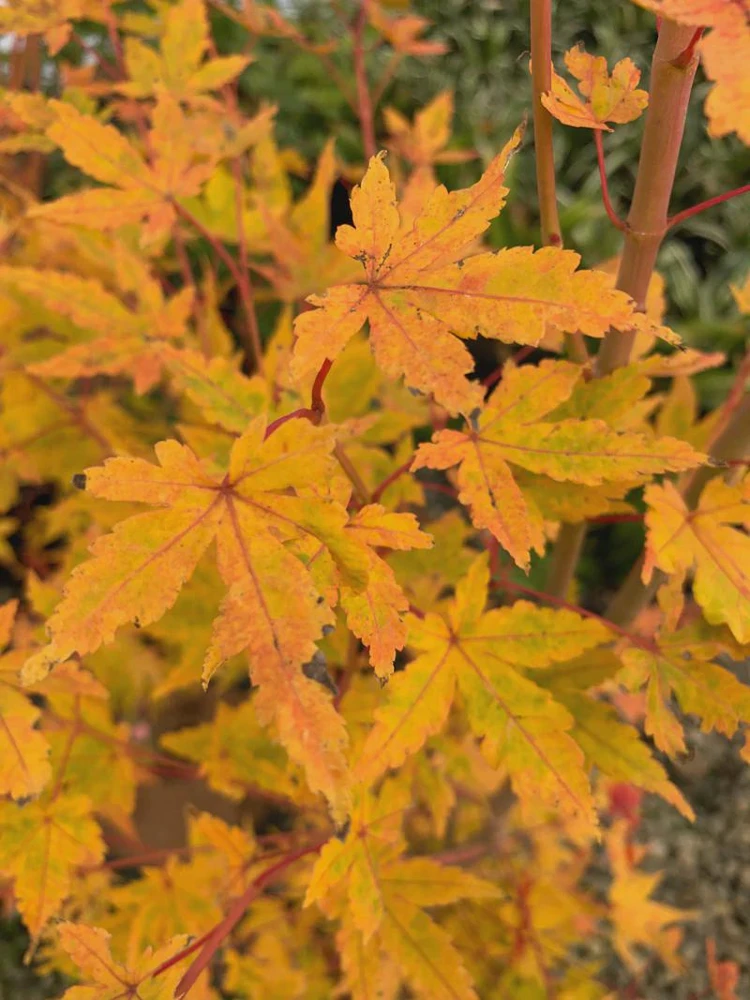 Acer palmatum 'Wildfire' Coral Bark Japanese Maple Tree Live Plant #1 Container Size, Zones 6-9 - Image 5