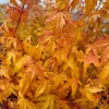 Acer palmatum 'Wildfire' Coral Bark Japanese Maple Tree Live Plant #1 Container Size, Zones 6-9 - Image 1