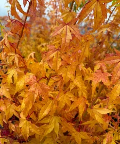 Acer palmatum 'Wildfire' Coral Bark Japanese Maple Tree Live Plant #1 Container Size, Zones 6-9 - Image 1