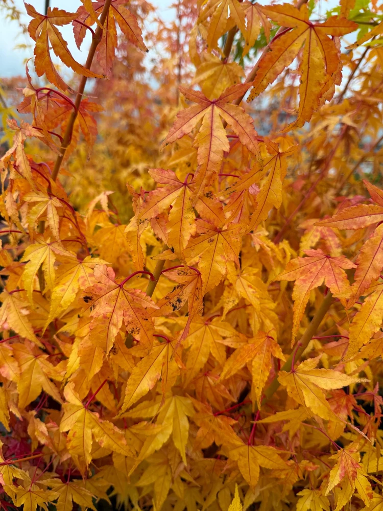 Acer palmatum 'Wildfire' Coral Bark Japanese Maple Tree Live Plant #1 Container Size, Zones 6-9 - Image 1