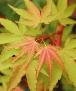 Acer palmatum 'Wildfire' Coral Bark Japanese Maple Tree Live Plant #1 Container Size, Zones 6-9 - Image 6