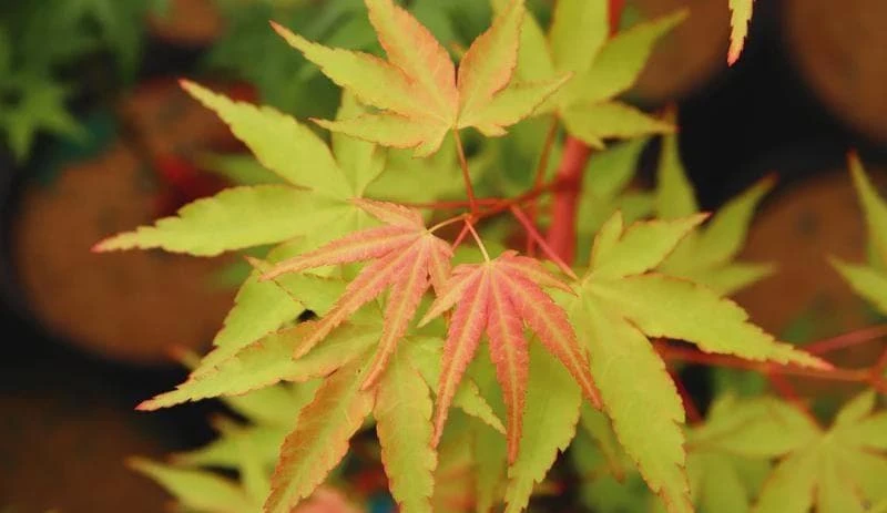 Acer palmatum 'Wildfire' Coral Bark Japanese Maple Tree Live Plant #1 Container Size, Zones 6-9 - Image 6