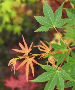 Acer palmatum 'Wildfire' Coral Bark Japanese Maple Tree Live Plant #1 Container Size, Zones 6-9 - Image 7