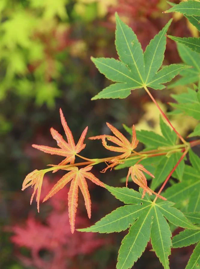 Acer palmatum 'Wildfire' Coral Bark Japanese Maple Tree Live Plant #1 Container Size, Zones 6-9 - Image 7