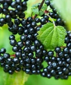 Adams Elderberry Live Plant - 2 Rooted Shrubs - Edible, Zones 3-9, Outdoor - Image 2