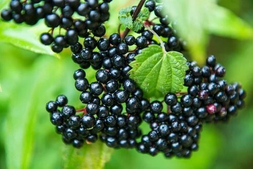 Adams Elderberry Live Plant - 2 Rooted Shrubs - Edible, Zones 3-9, Outdoor - Image 2