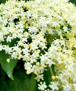 Adams Elderberry Live Plant - 2 Rooted Shrubs - Edible, Zones 3-9, Outdoor - Image 3