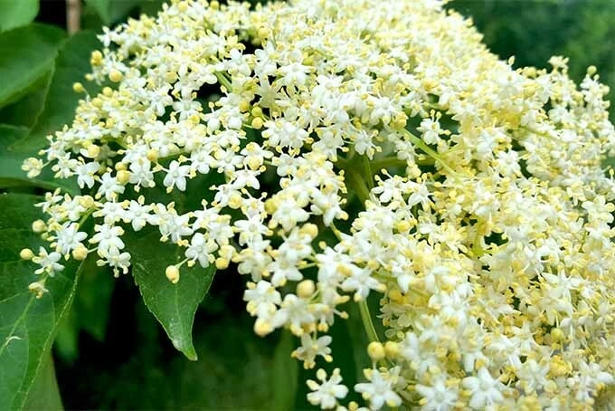 Adams Elderberry Live Plant - 2 Rooted Shrubs - Edible, Zones 3-9, Outdoor - Image 3