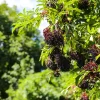 Adams Elderberry Live Plant - 2 Rooted Shrubs - Edible, Zones 3-9, Outdoor - Image 1